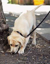 La visión que el cachorro tiene del mundo