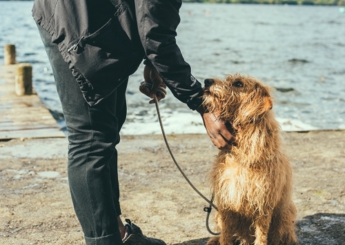 Manual para padres perrunos